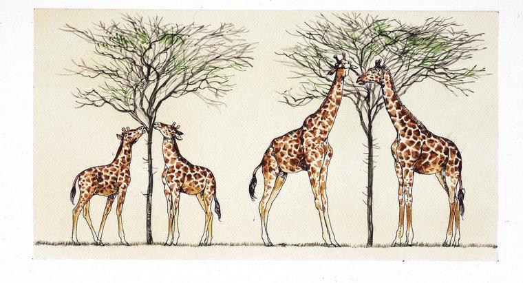 Cum a explicat Lamarck de ce girafele au gât lung?