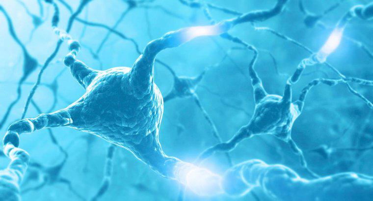 Cum se deplasează impulsul nervos de-a lungul neuronului?