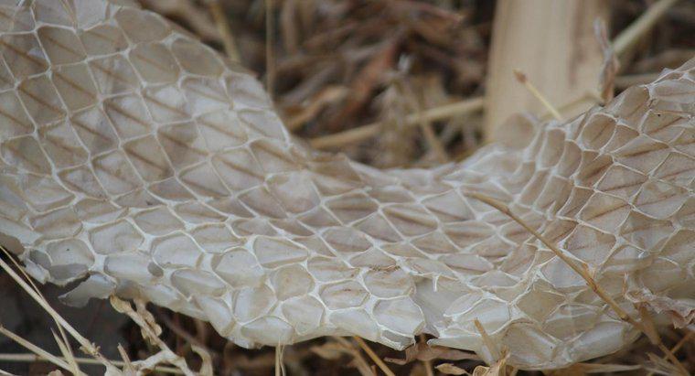Cât de des șerpii își varsă pielea?