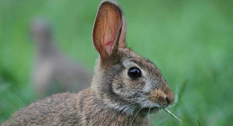 Ce animale consumă iepurii?