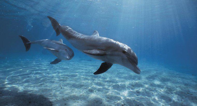 Cât timp pot delfinii să-și țină respirația?