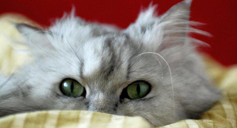 Care este durata medie de viata a unei pisici persane?