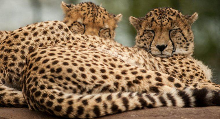 Cât de mult cântărește un ghepard?