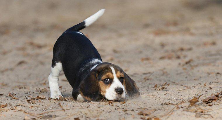 Cât cântă beagleii?