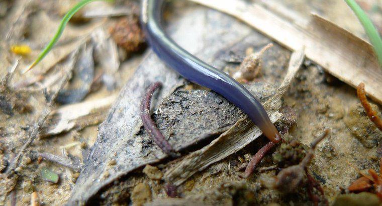 Cum se deplasează Flatworms?