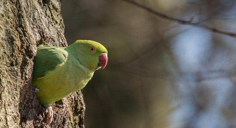 Cum obții un parakeet pentru a face zgomote?
