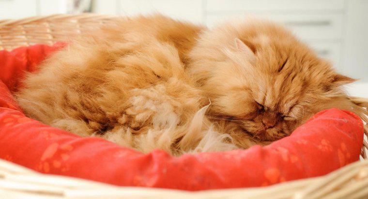 Ce este o pisică portocalie persană?
