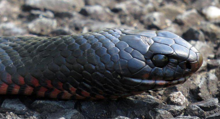Ce este un șarpe neagră cu coadă roșie?
