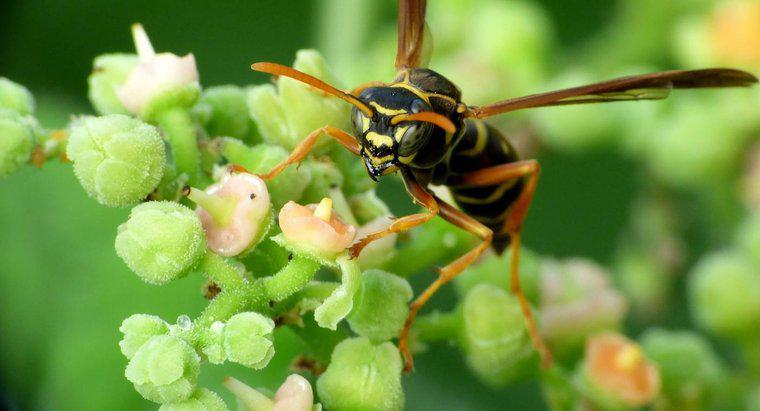 Care sunt unele remedii pentru a ucide viespi?