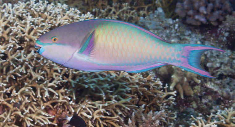 Ce pește mănâncă Parrotfish?