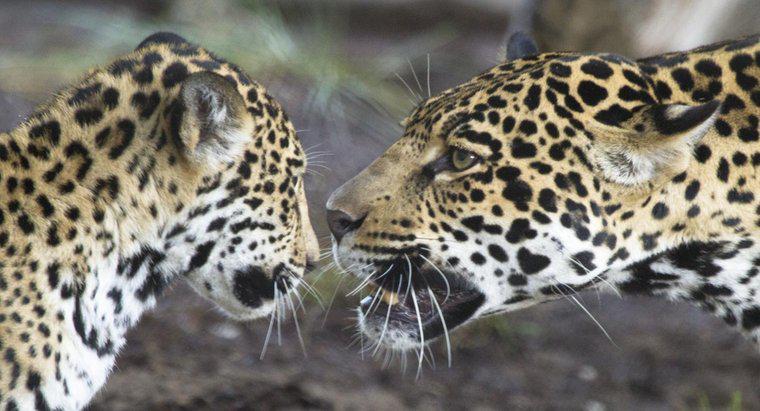 Cum comunică jaguarii?