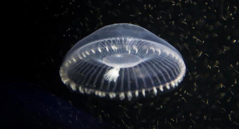 Cum sufla meduza?