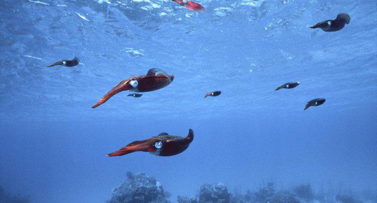 Ce este numit un grup de squid?