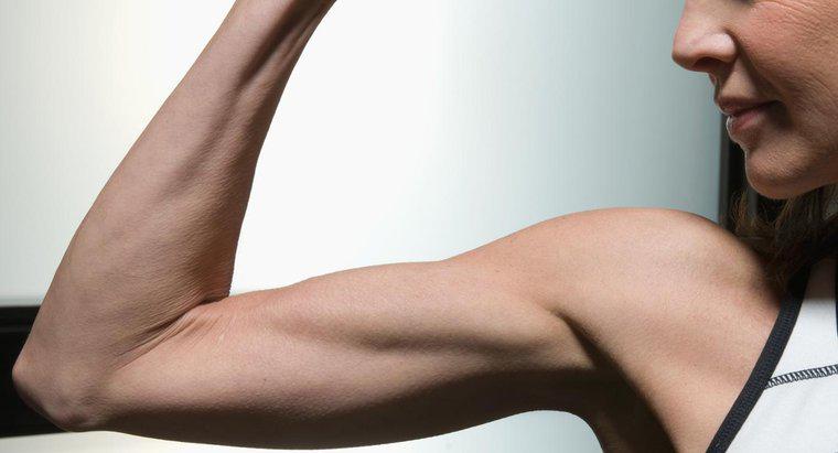 Cum te ridici bicepsul și tricepsul?