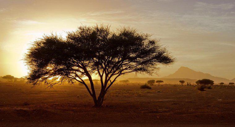 Care este procentul Africii în deșert?