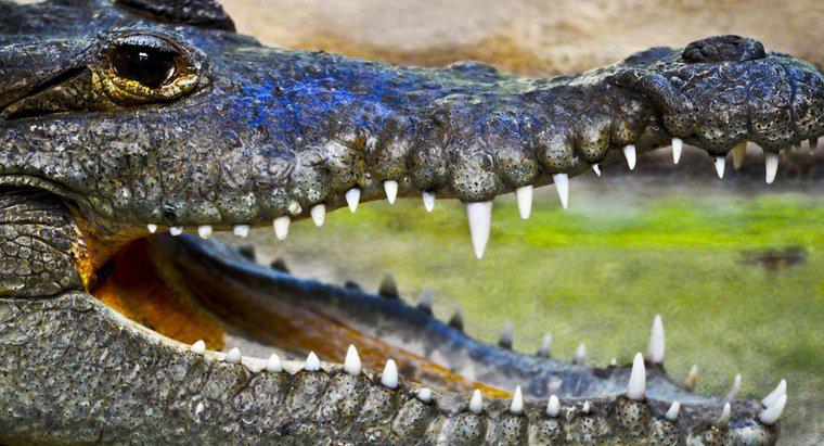 Cât de mult cântărește un aligator?