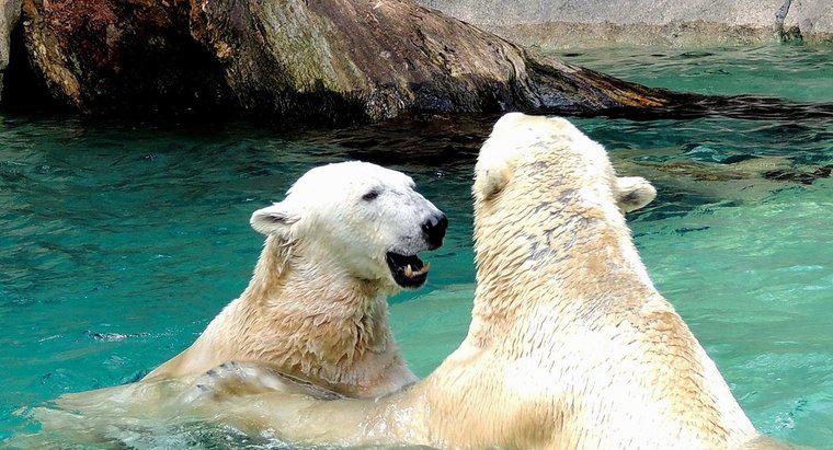 Cum reproduc urșii polari?