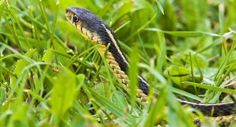 Lime ține șerpi departe?