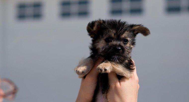 Cum găsești un Puppy maltez-Yorkie de salvare pentru a adopta?