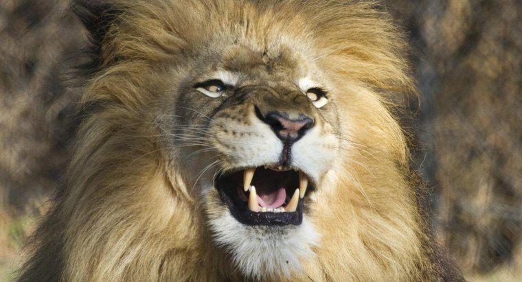 Ce sunt numite dinții leului?