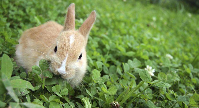 Ce fel de hrană mănâncă iepurii?
