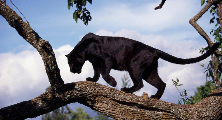 Cât de mulți Panthers negri sunt lăsați în lume?