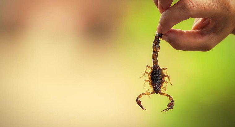 Care sunt unele adaptări ale scorpionului?