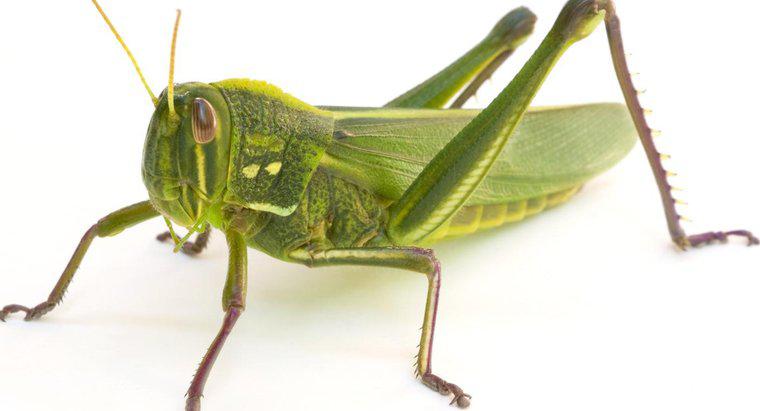Poate ca picioarele lui Grasshopper să crească înapoi?