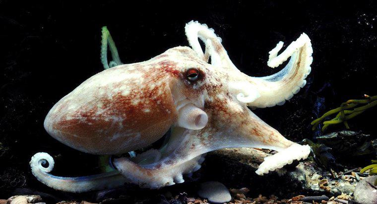 Ce este numit un grup de caracatițe?