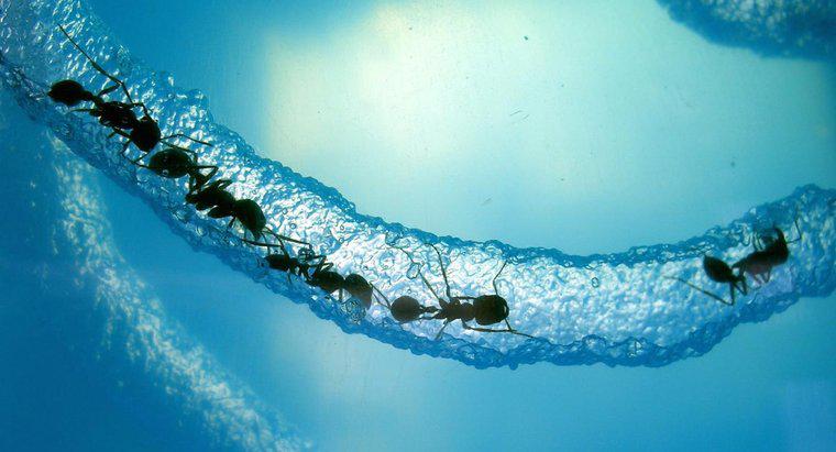 Cât timp poate un ant să supraviețuiască sub apă?