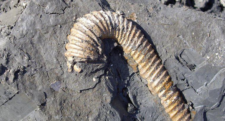 De ce fosilele se găsesc numai în rocile sedimentare?