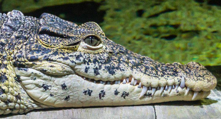 Crocodilii au urechi?
