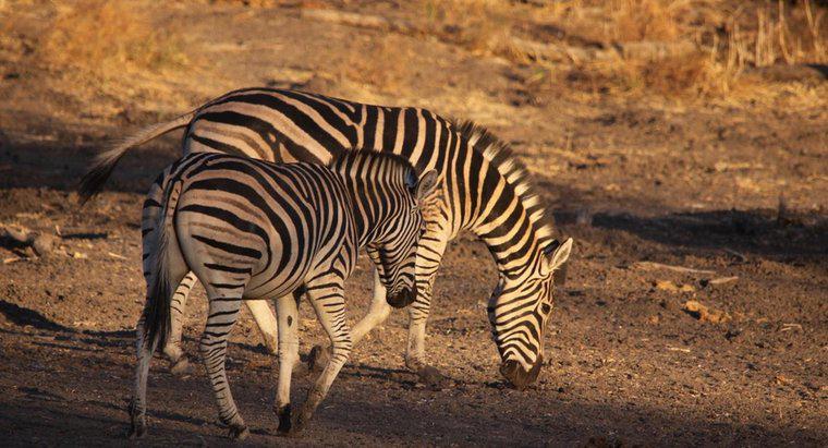 Ce este numit Zebra de sex masculin?