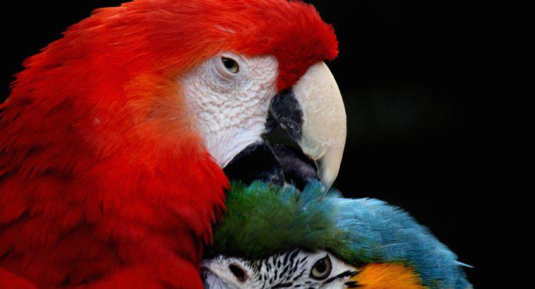 Ce este numit un papagal feminin?