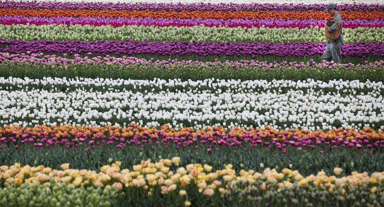 Ce este Floarea Națională a Țărilor de Jos?