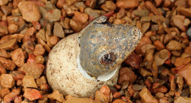 Cât durează ouăle de șopârlă pentru a trage?