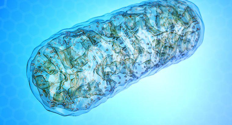 De ce este Mitochondria numită Powerhouse a celulei?