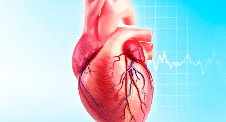 Care este funcția arterei Circumflex?