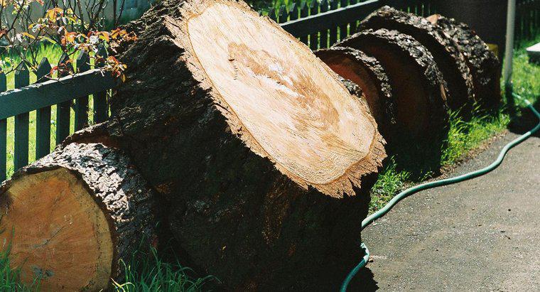 Pentru ce este folosit lemn de zada?