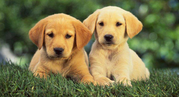 Vor schimba paharele de la Golden Retriever Puppies întuneric?