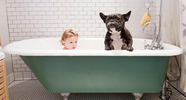 De ce câinii simt chiar și după ce au o baie?