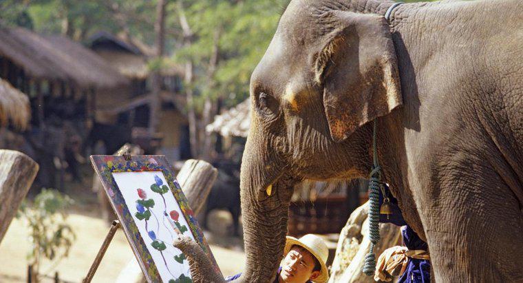 Elefanții au amintiri bune?
