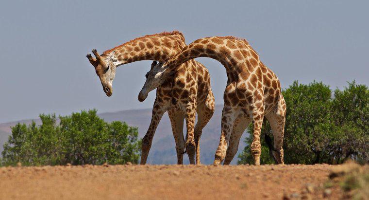 Cât de multe oase sunt în gâtul unei girafe?