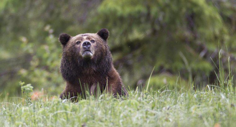 Cât de înalt este un urs grizzly?