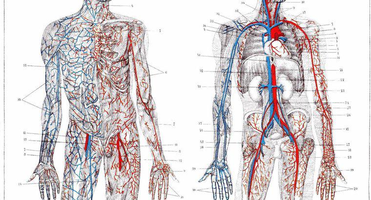 Care este funcția arterelor?