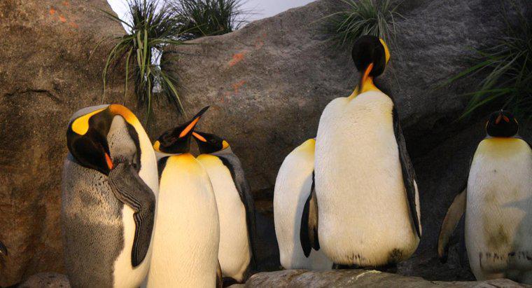 Care este habitatul unui rege pinguin?