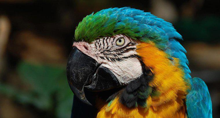 Ce este un Predator Macaw?