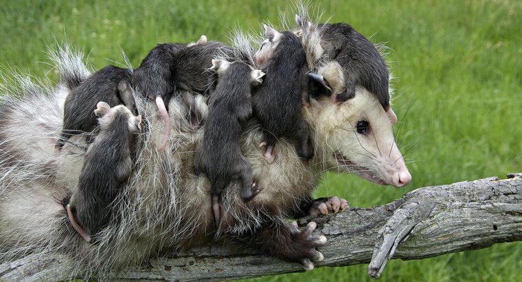 Ce îngrijire are nevoie de un nou-nascut Opossum?