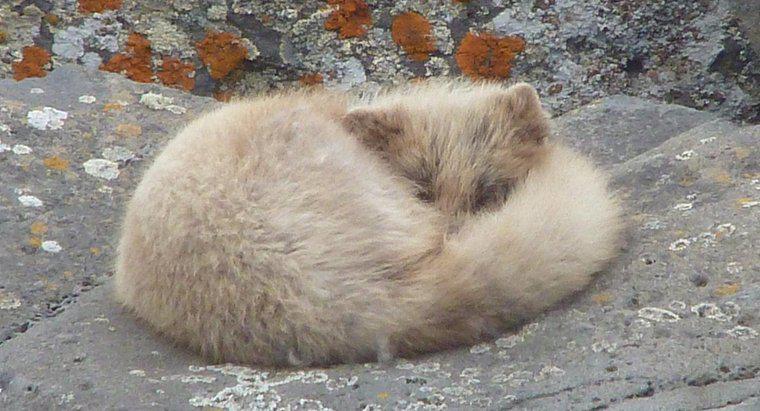 Care sunt dușmanii Arctic Fox?