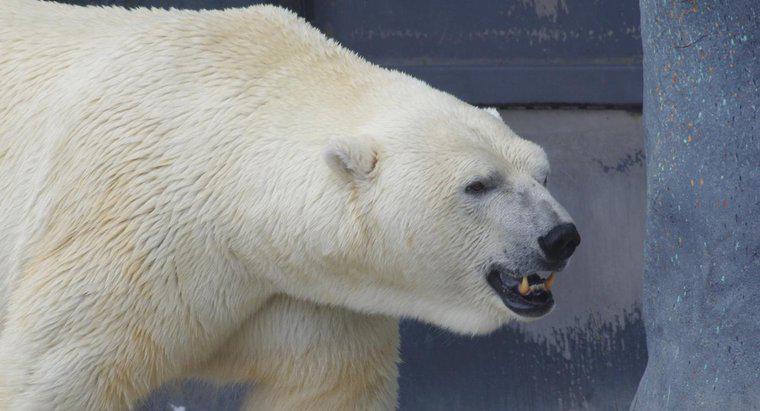 Ce mănâncă un urs polar?